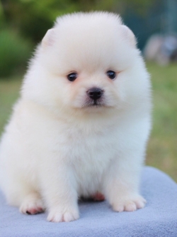 ปอมเมอเรเนียน เพศผู้