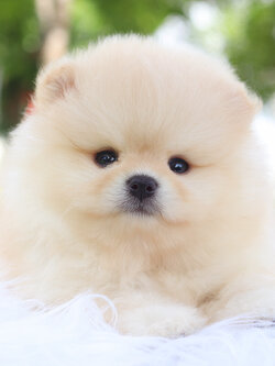 ปอมเมอเรเนียน เพศผู้ สีครีมเกรดโชว์