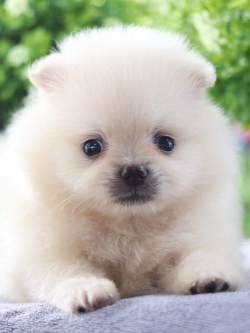 ปอมเมอเรเนียน เพศผู้