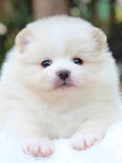 ปอมเมอเรเนียน เพศผู้สีขาวครีม