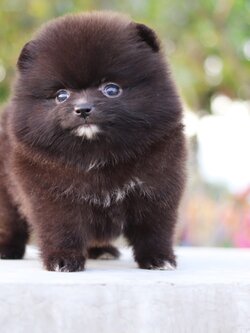 ปอมเมอเรเนียน เพศเมียสีดำไซส์เล็ก