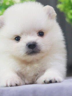 ปอมเมอเรเนียน เพศเมีย