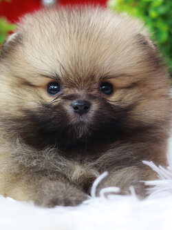 ปอมเมอเรเนียน เพศเมีย สีส้ม