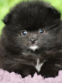 ปอมเมอเรเนียน เพศผู้ สีดำ