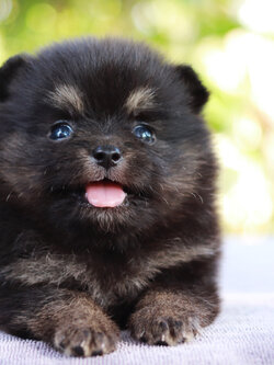 ปอมเมอเรเนียน เพศผู้