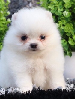 ปอมเมอเรเนียน เพศผู้