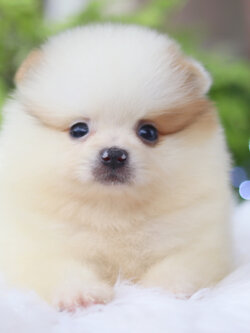 ปอมเมอเรเนียน เพศผู้แฟนซี