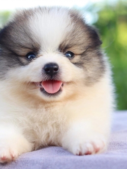 ปอมเมอเรเนียน เพศผู้