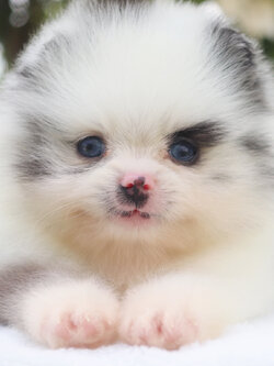 ปอมเมอเรเนียน เพศผู้ สีเมอร์เร่ ตาสีฟ้าคู่ เกรดโชว์