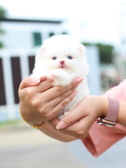 ปอมเมอเรเนียน เพศเมียสีขาวครีม เกรดโชว์