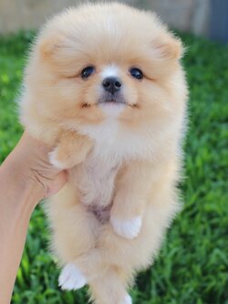 ปอมเมอเรเนียน เพศเมียสีครีม มีถุงเท้า