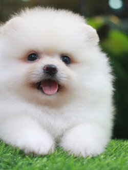 ปอมเมอเรเนียน เพศผู้สีขาวครีมขนแน่นๆ