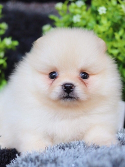 ปอมเมอเรเนียน เพศผู้