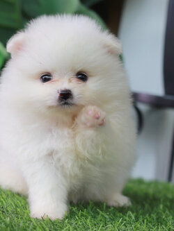 ปอมเมอเรเนียน เพศผู้ ขาวขนแน่นๆน่ารัก