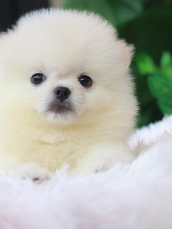 ปอมเมอเรเนียน เพศเมีย สีขาวหน้าตุ๊กตา