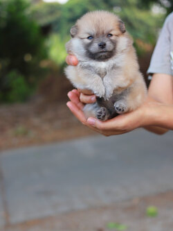 ปอมเมอเรเนียน เพศเมีย