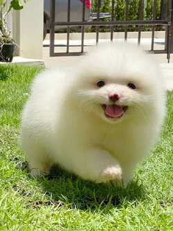 ปอมเมอเรเนียน เพศผู้ สีขาวครีม