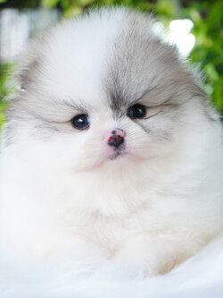 ปอมเมอเรเนียน เพศผู้สีแฟนซี เกรดโชว์