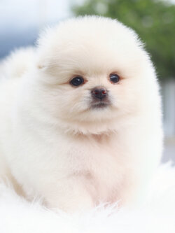 ปอมเมอเรเนียน เพศเมียสีขาวครีมเกรดโชว์