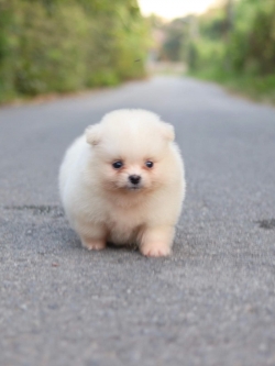 ปอมเมอเรเนียน เพศเมีย