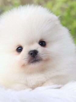 ปอมเมอเรเนียน เพศผู้ สีขาวครีม