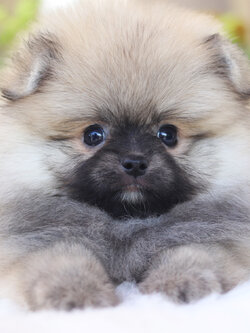 ปอมเมอเรเนียน เพศผู้สีส้ม