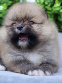 ปอมเมอเรเนียน เพศผู้