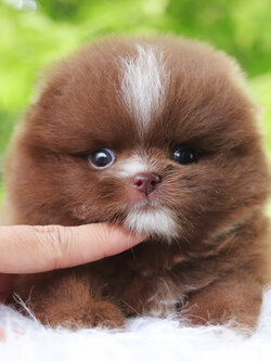 ปอมเมอเรเนียน เพศผู้ สีช็อค เกรดโชว์