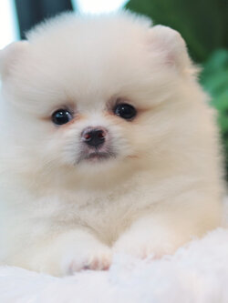 ปอมเมอเรเนียน เพศผู้ สีขาวครีม