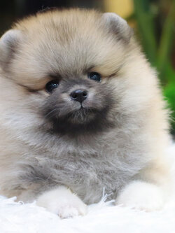 ปอมเมอเรเนียน เพศผู้สีส้ม ขนแน่น