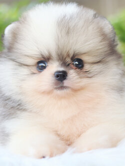 ปอมเมอเรเนียน เพศผู้ สีแฟนซี