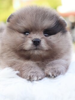 ปอมเมอเรเนียน เพศผู้สีเมอร์เร่