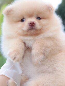 ปอมเมอเรเนียน เพศผู้ สีครีม