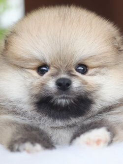 ปอมเมอเรเนียน เพศผู้สีส้ม เกรดโชว์