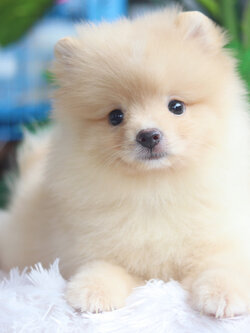 ปอมเมอเรเนียน เพศผู้ สีขาวครีม