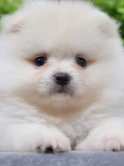 ปอมเมอเรเนียน เพศเมีย