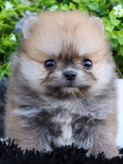 ปอมเมอเรเนียน เพศผู้