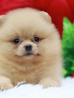 ปอมเมอเรเนียน เพศเมียสีครีม หน้าตุ๊กตา