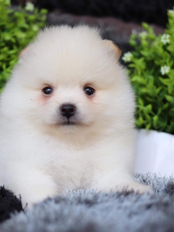 ปอมเมอเรเนียน เพศผู้