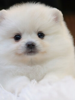 ปอมเมอเรเนียน เพศเมียสีขาวครีม