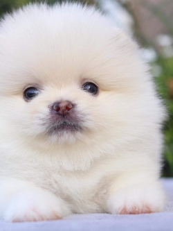 ปอมเมอเรเนียน เพศผู้