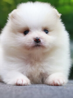 ปอมเมอเรเนียน เพศผู้