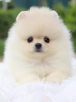 ปอมเมอเรเนียน เพศผู้ สีขาวครีม