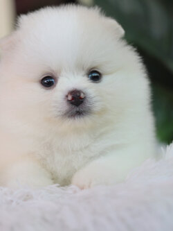 ปอมเมอเรเนียน เพศเมีย สีขาวครีม