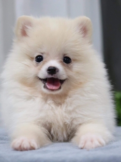 ปอมเมอเรเนียน เพศผู้