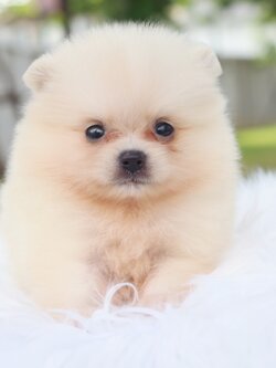 ปอมเมอเรเนียน เพศผู้ สีขาวครีม