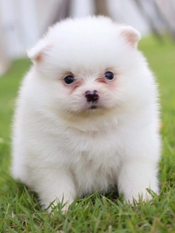 ปอมเมอเรเนียน เพศผู้