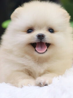 ปอมเมอเรเนียน เพศเมียสีครีมไซส์เล็ก