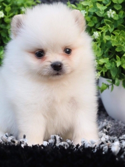 ปอมเมอเรเนียน เพศผู้