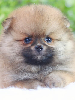 ปอมเมอเรเนียน เพศผู้สีส้ม